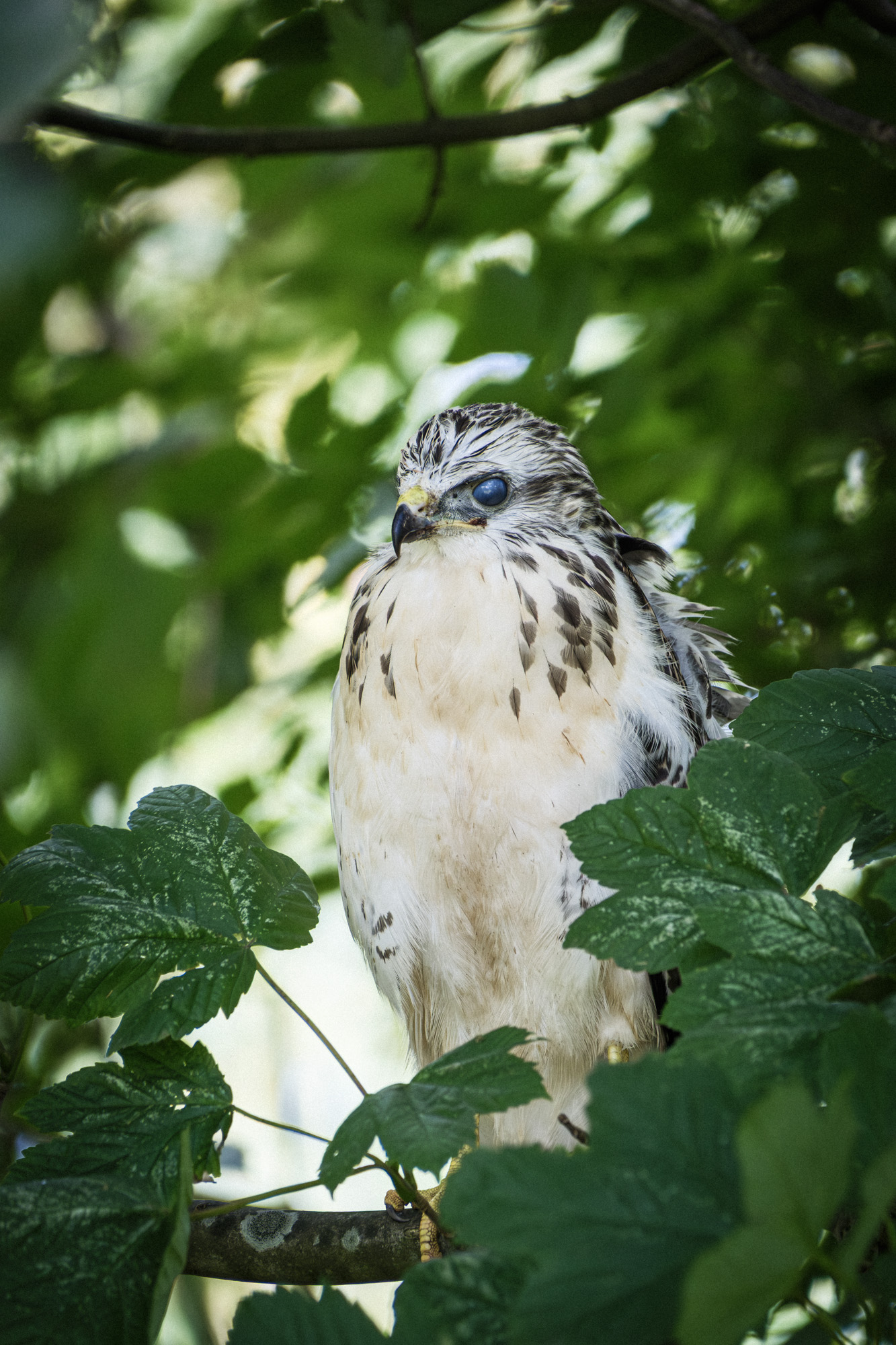 Light Morph Common Buzzard